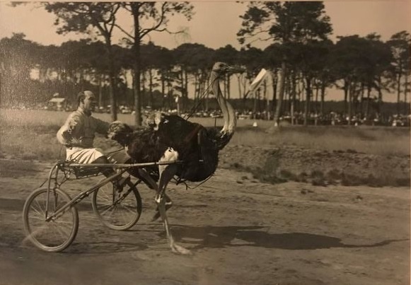 struisvogelrennen-kasteel-hillenraad-1933
